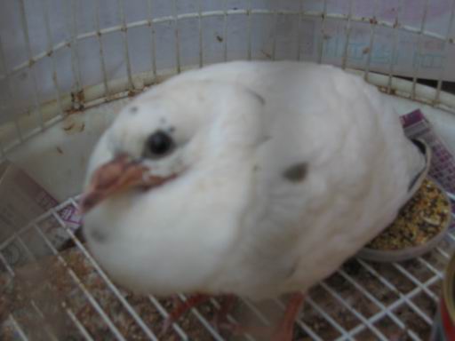自來鳥照片3 請幫我看看這是什麼鳥?