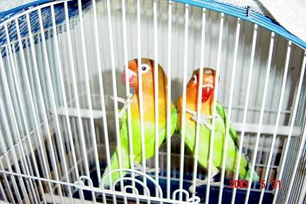 感情不睦的愛情鳥