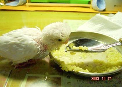 幼鳥接手第一天