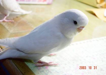 大頭幼鳥接手快2星期嚕..