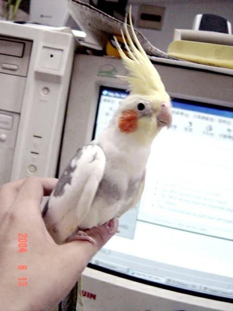 咩咩變漂亮了...已經快一歲嚕