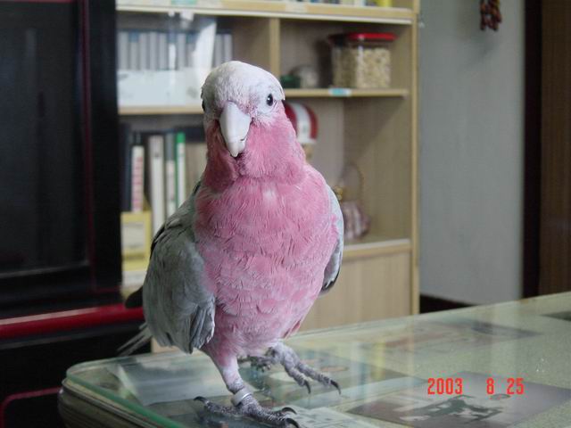 粉巴