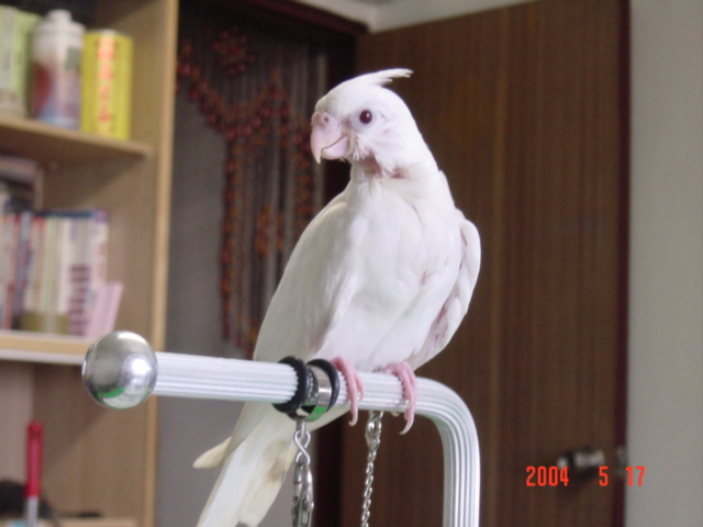 帥氣小玄鳳