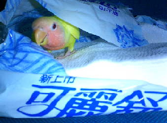 面紙包又多了一項功能