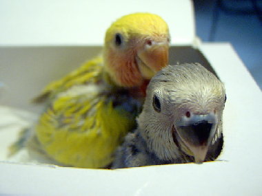 ＱＱＱ（３Ｑ）