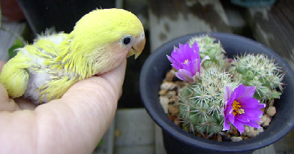 月亮賞花記
