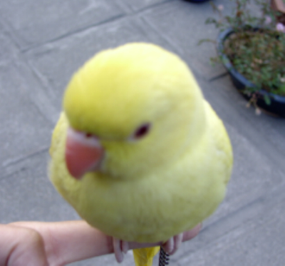 鴨子~~