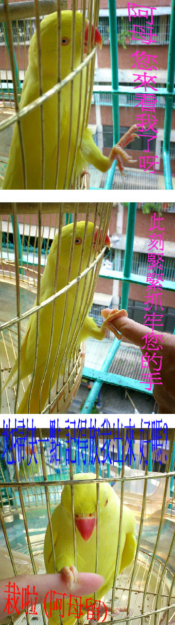 狗腿輪在鐵窗的日子(1)