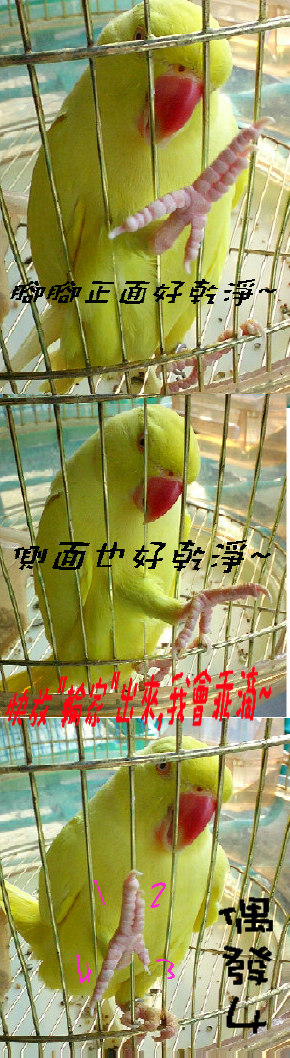 狗腿輪在鐵窗的日子(續集)