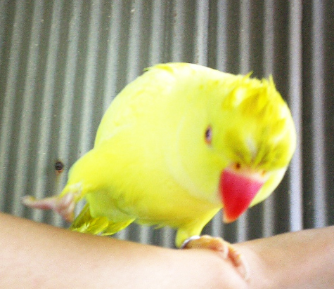 五爪功