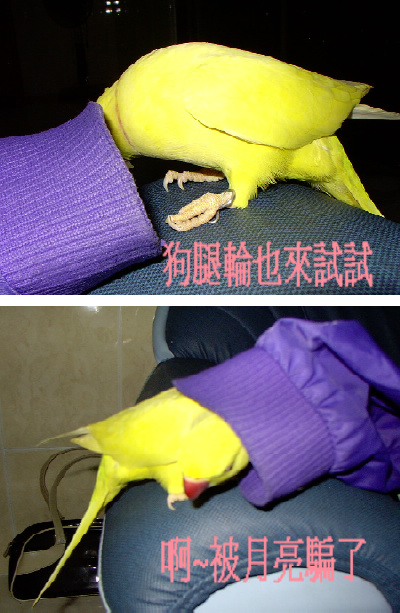 狗腿輪 偷學 月亮 裝可愛!!!!