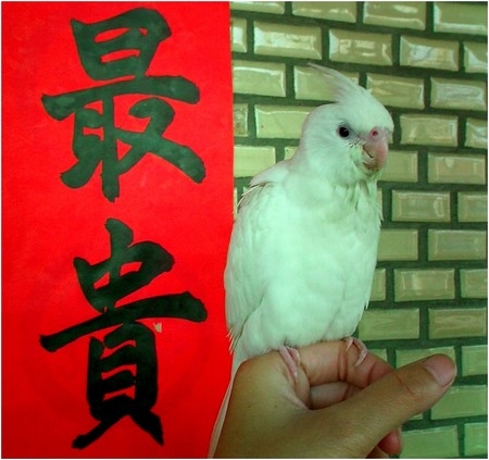獨家：最貴的娃娃