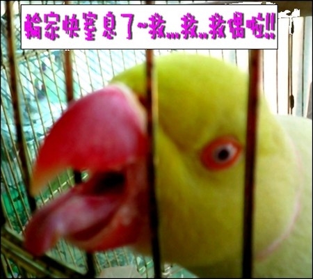 狗腿輪在鐵窗的日子（PART３）