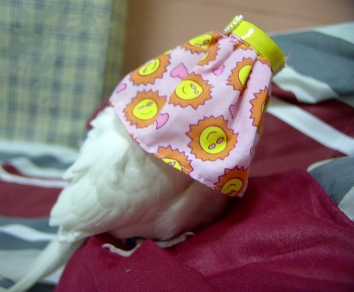 白玄鳳出廠㊣ 絕無僅有 (^__^)ｙ