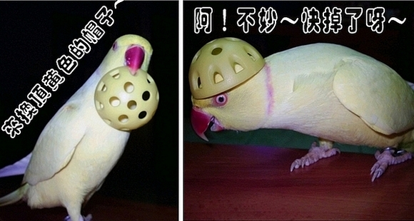 再度披帽上陣的狗腿輪