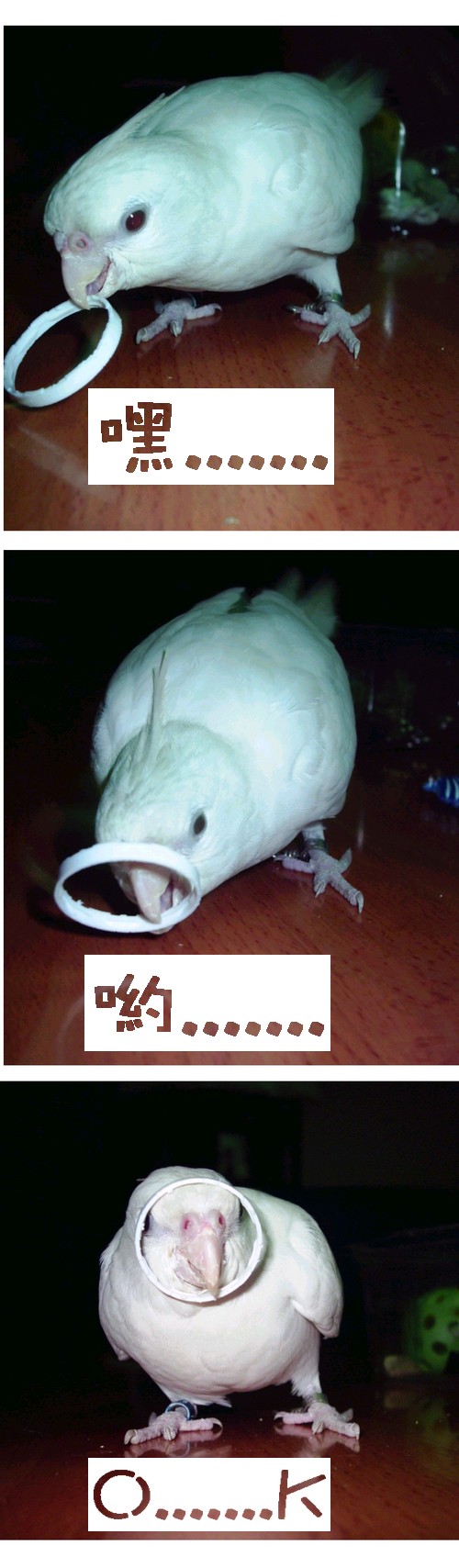 娃娃咬圈圈