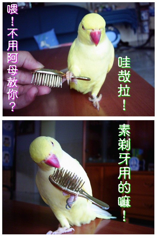 狗腿輪((梳子篇))