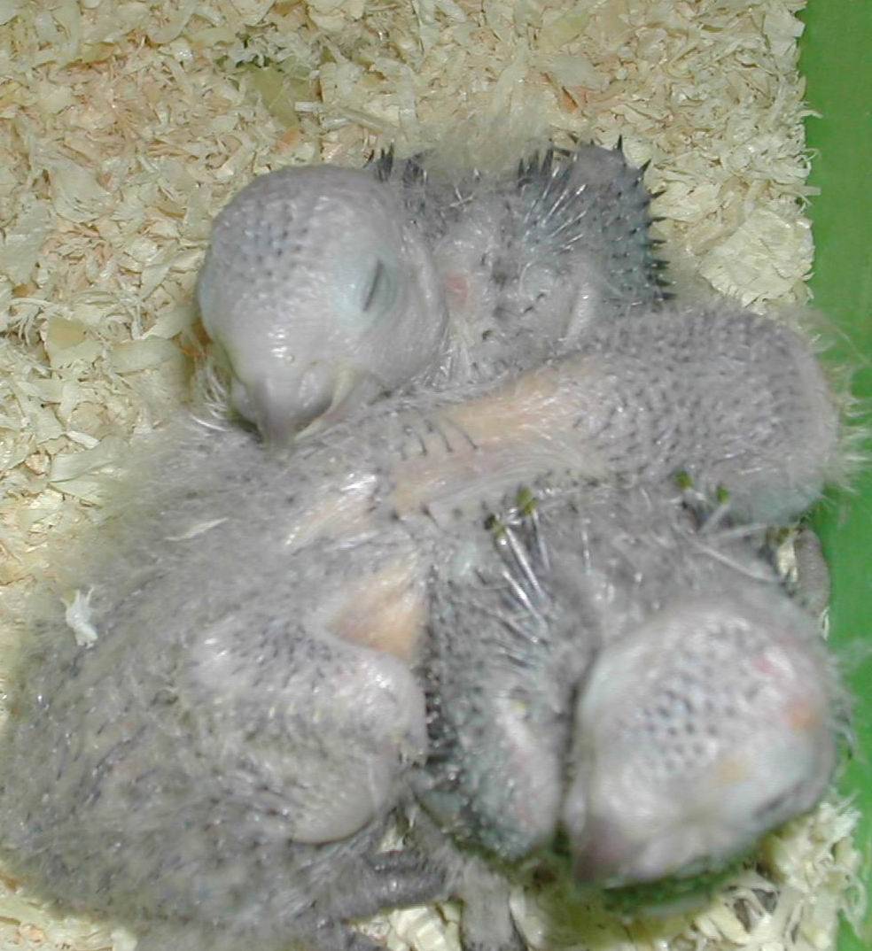 愛睏~~~zzzzz~~~