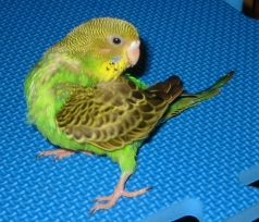 lisranda