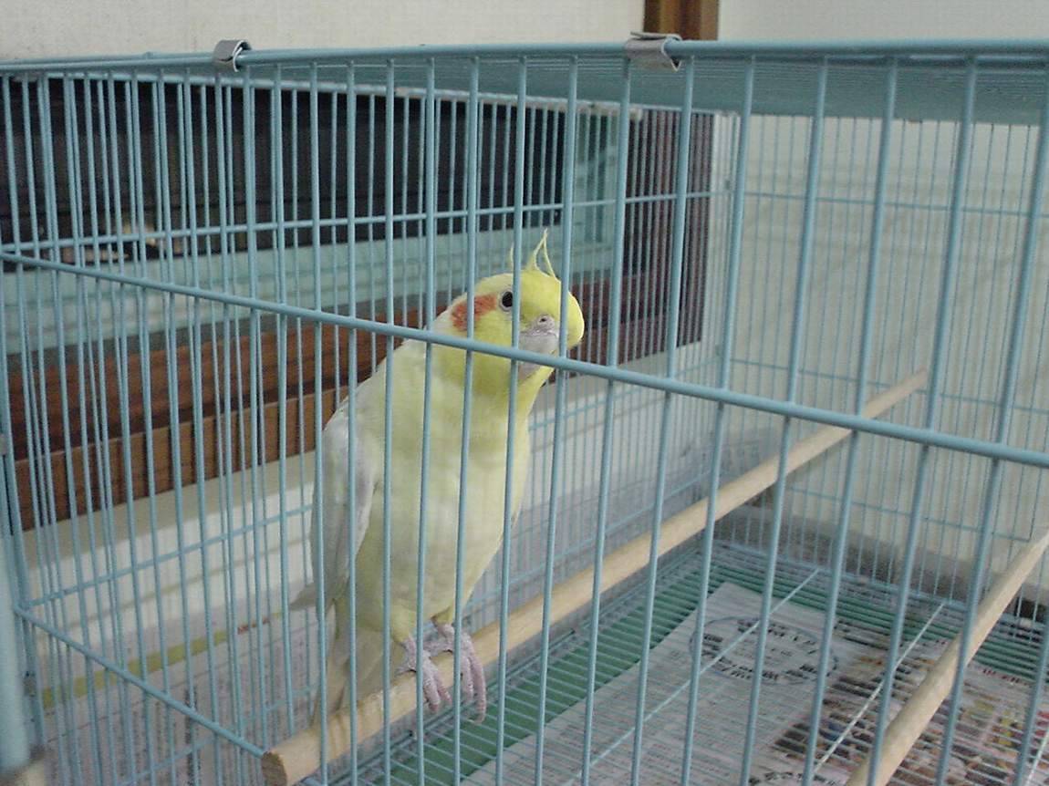 littleanty