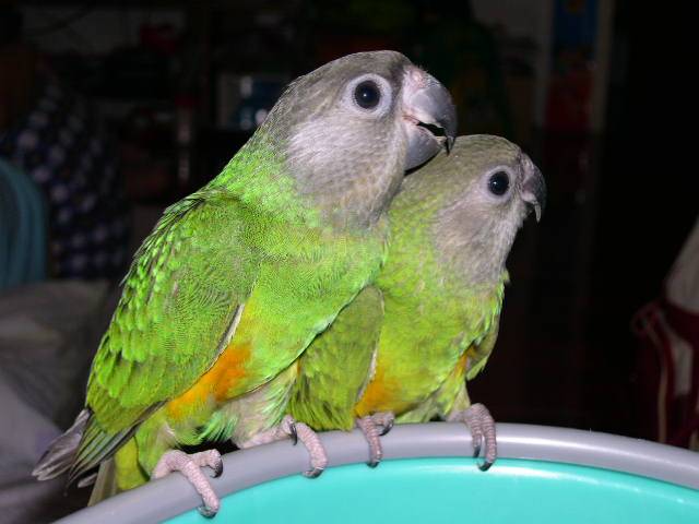 liuchino