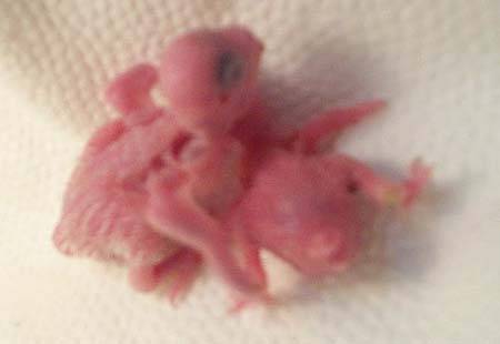 大頭幼鳥
