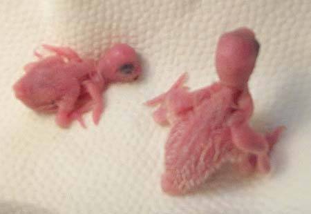 大頭幼鳥