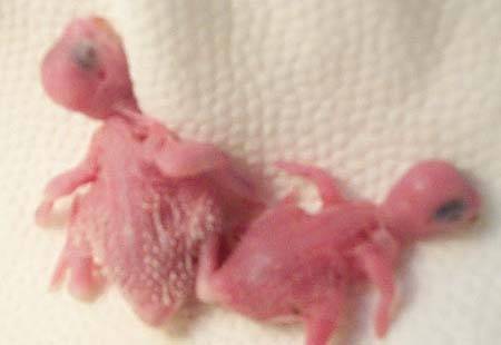 大頭幼鳥
