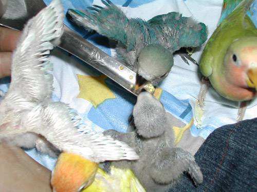 一群小鸚牡丹幼鳥
