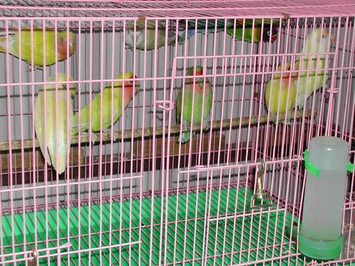 一群中鳥