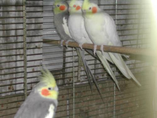 玄鳳都不生耶