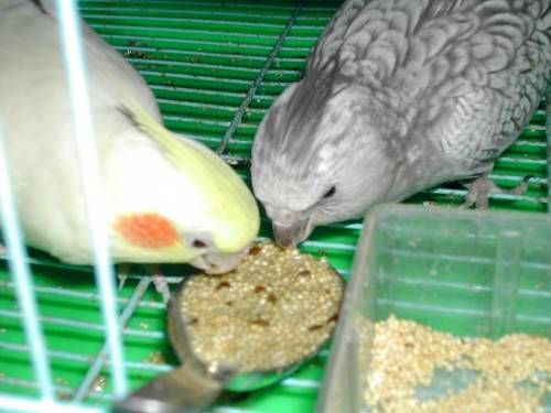 還是泡過的飼料比較好吃