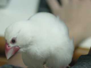 禿"嘴"鳥...