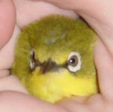 獅子鳥
