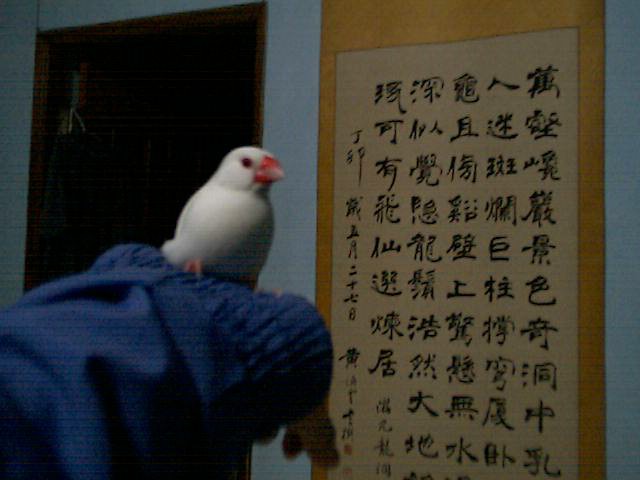 我家最漂亮ㄉ啾