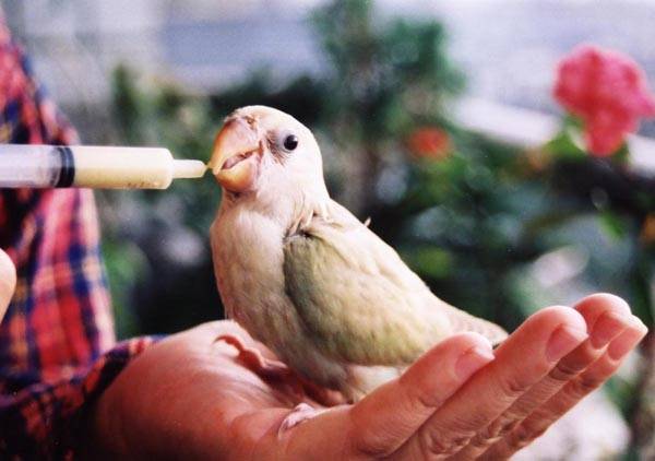 就是這邊的眼睛腫起來了