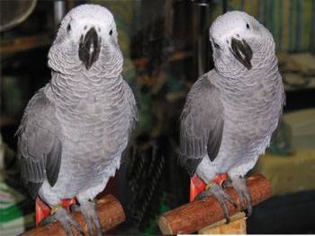 lucida