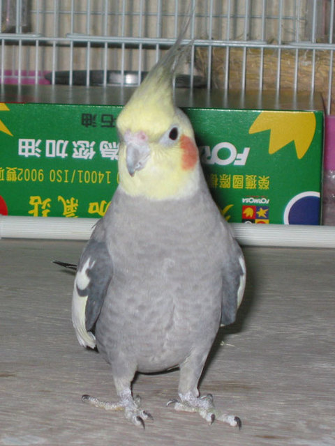 小鮪魚肚