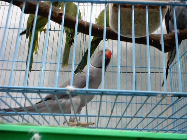 這隻鳥的羽色