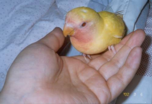 lun
