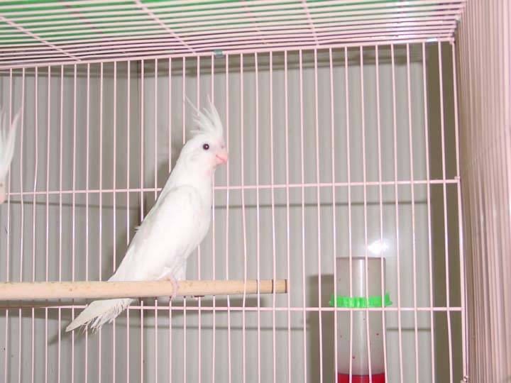 一條龍圖