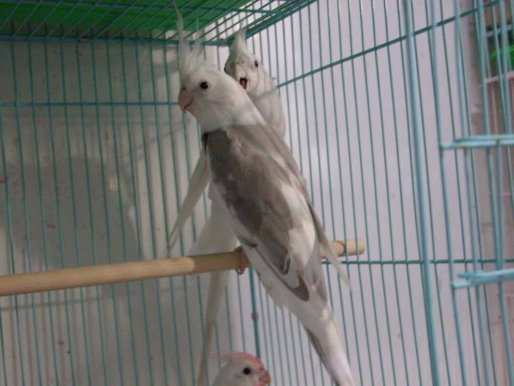 美吧