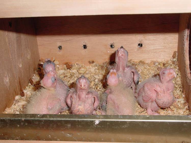 一堆幼鳥