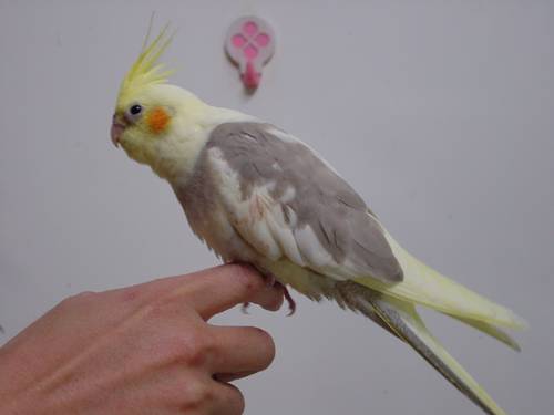愛鳥