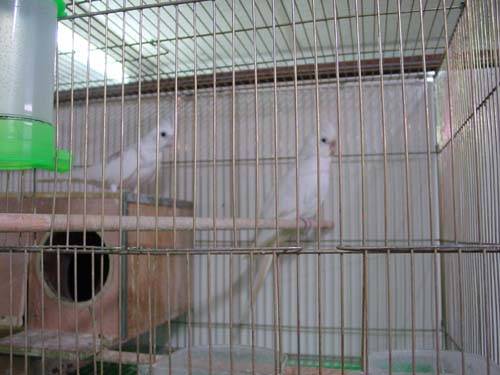 albino pied vs reverse pied