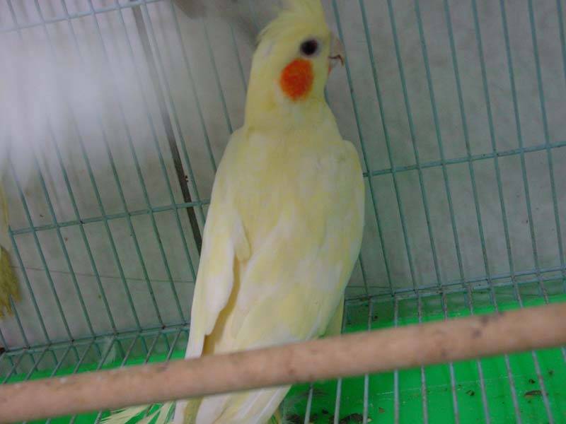 給阿仁