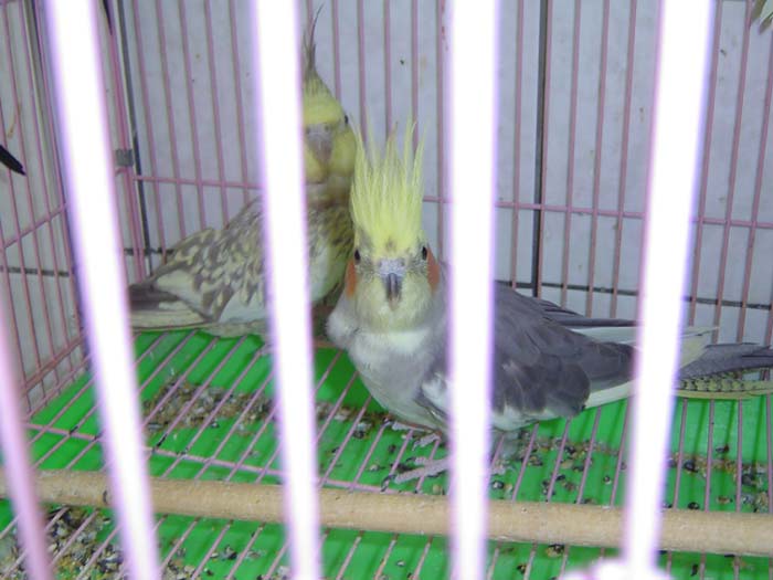雙冠派特玄鳳