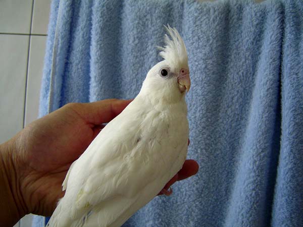 clear pied
