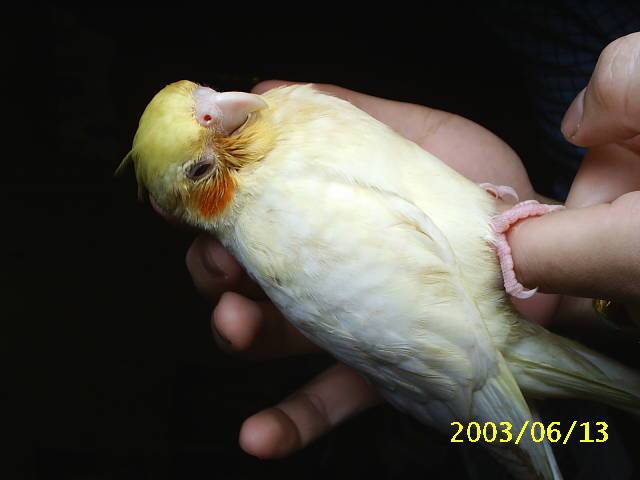 叮噹