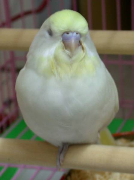 金鳥獨立